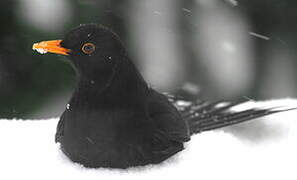 Common Blackbird