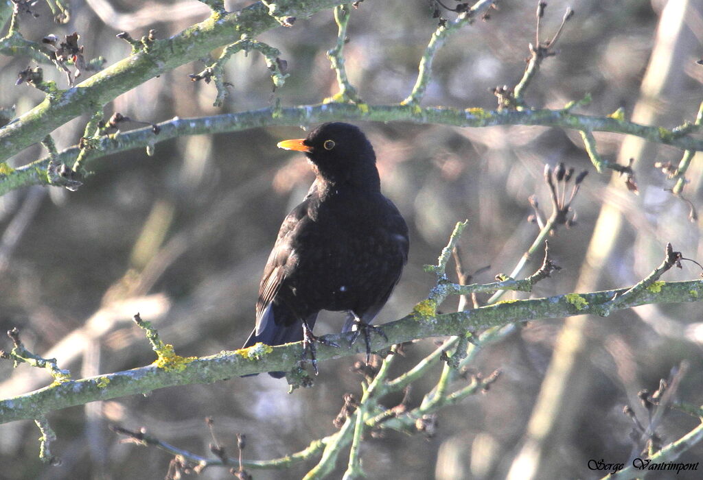 Common Blackbirdadult, Behaviour