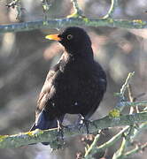 Common Blackbird