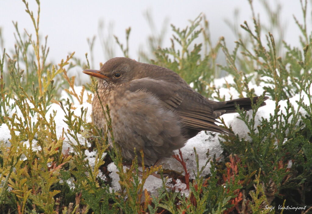 Common BlackbirdFirst year, Behaviour