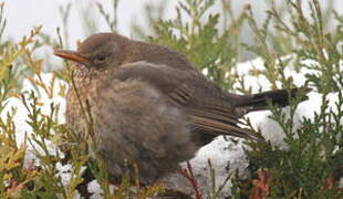 Common Blackbird