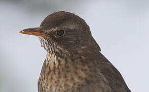 Common Blackbird