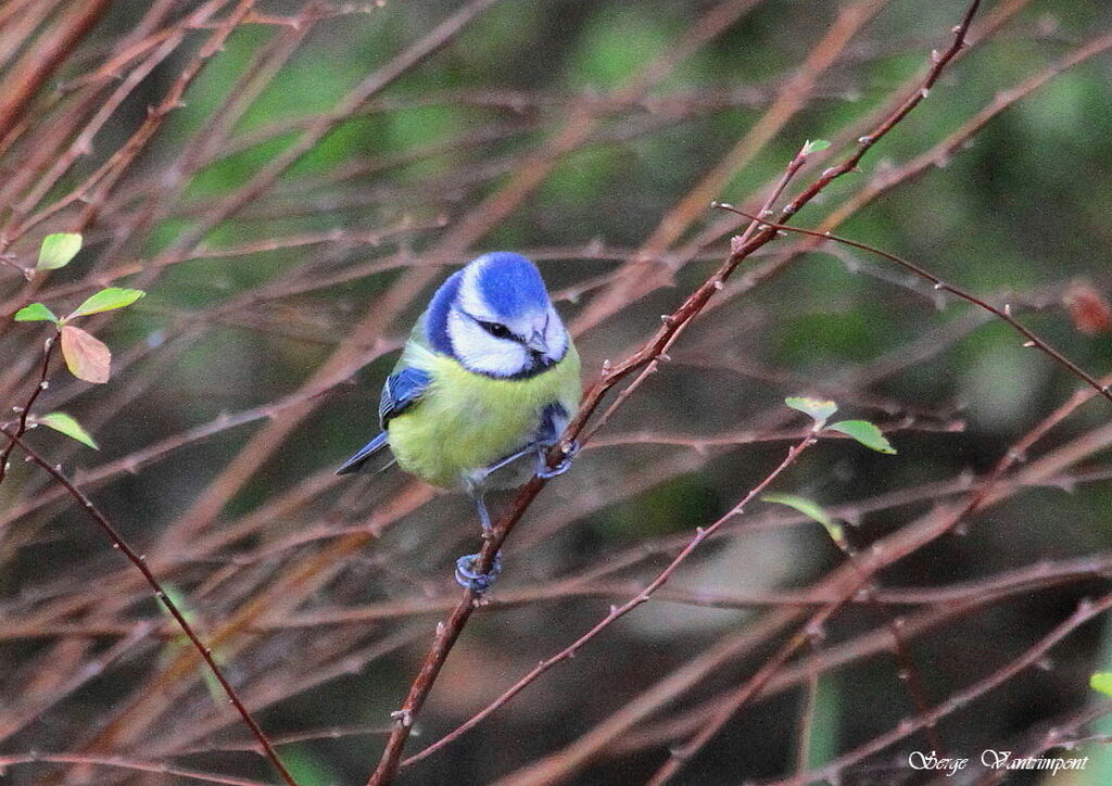 Mésange bleue, Comportement