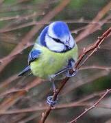 Mésange bleue