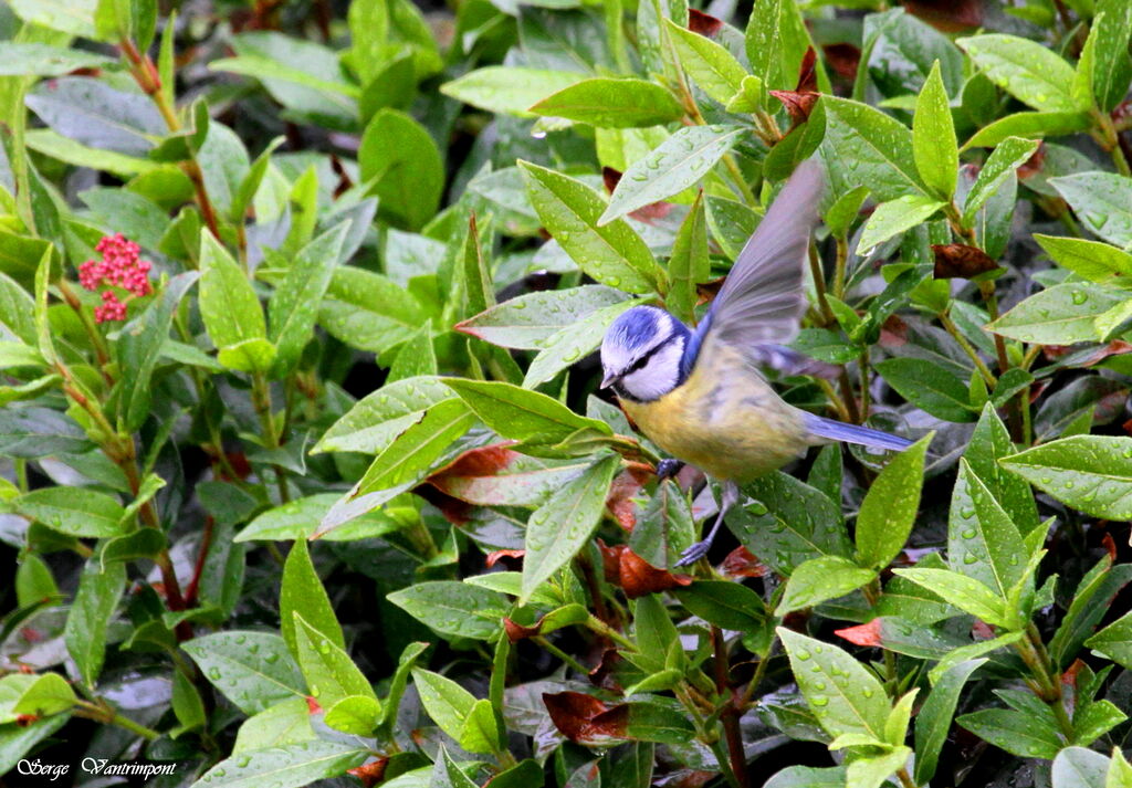 Eurasian Blue Tit, Behaviour