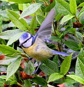 Eurasian Blue Tit