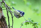 Mésange bleue