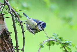 Mésange bleue