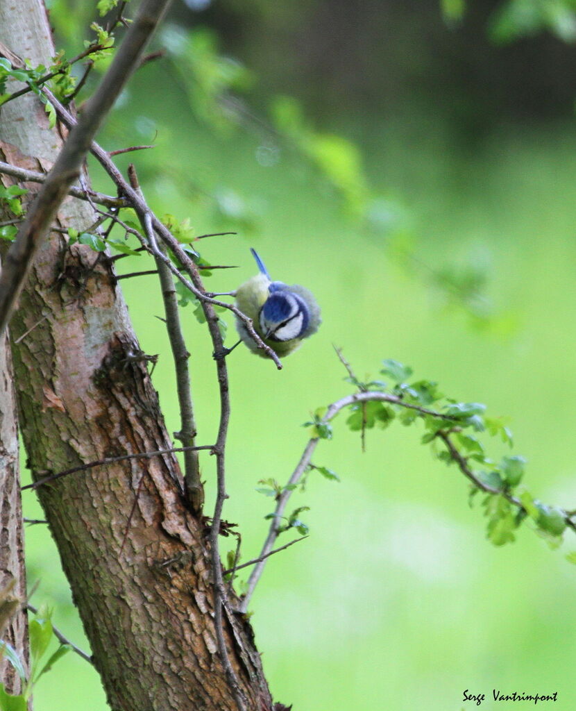 Mésange bleueadulte, Vol