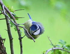 Mésange bleue