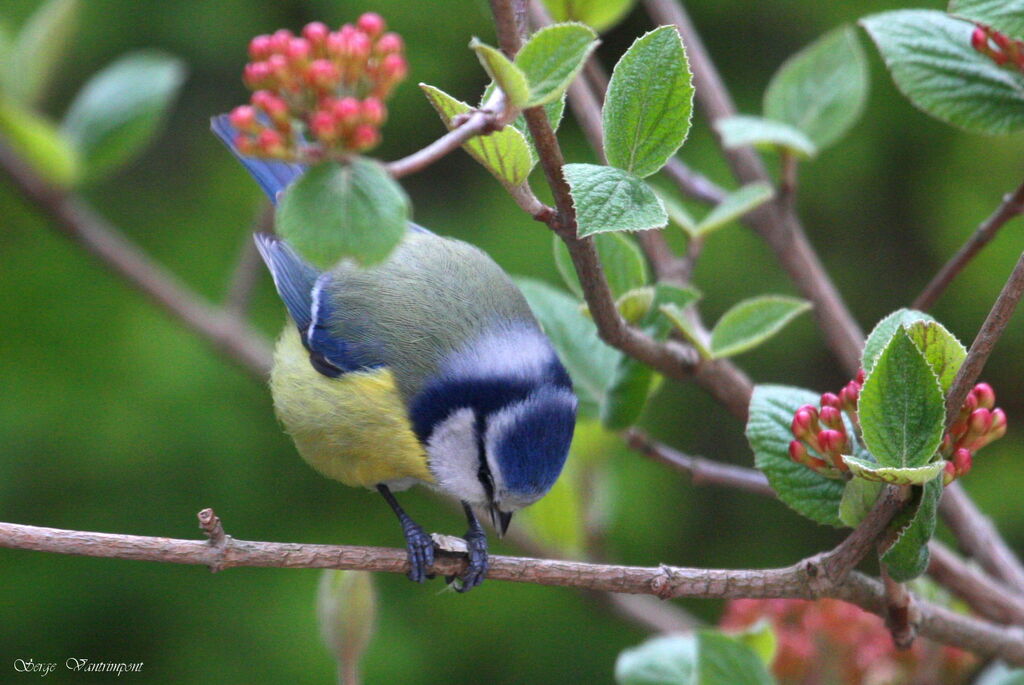 Eurasian Blue Titadult, Behaviour