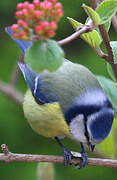 Eurasian Blue Tit