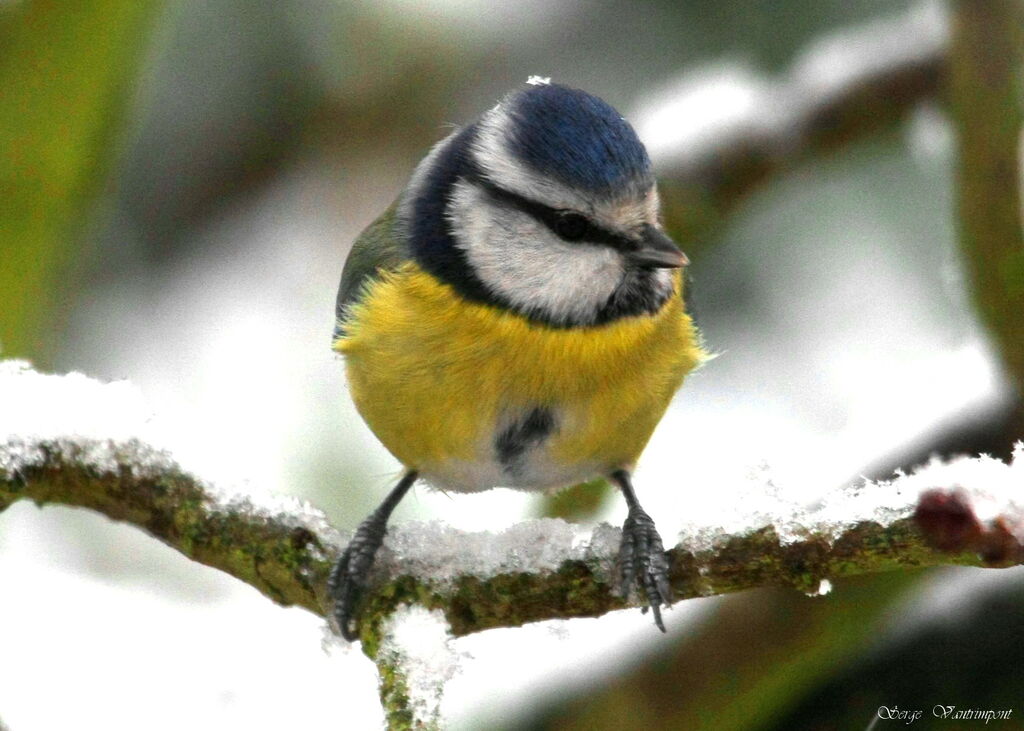 Mésange bleueadulte internuptial, Comportement