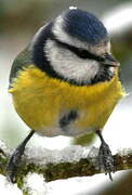 Eurasian Blue Tit