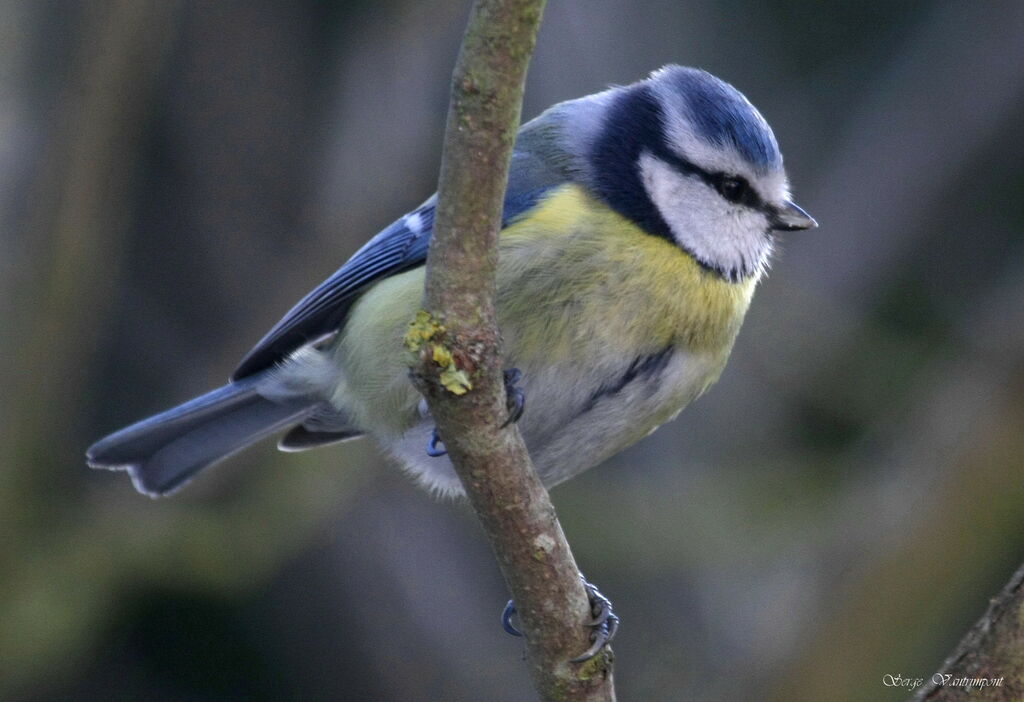 Mésange bleueadulte, Comportement