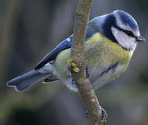 Eurasian Blue Tit