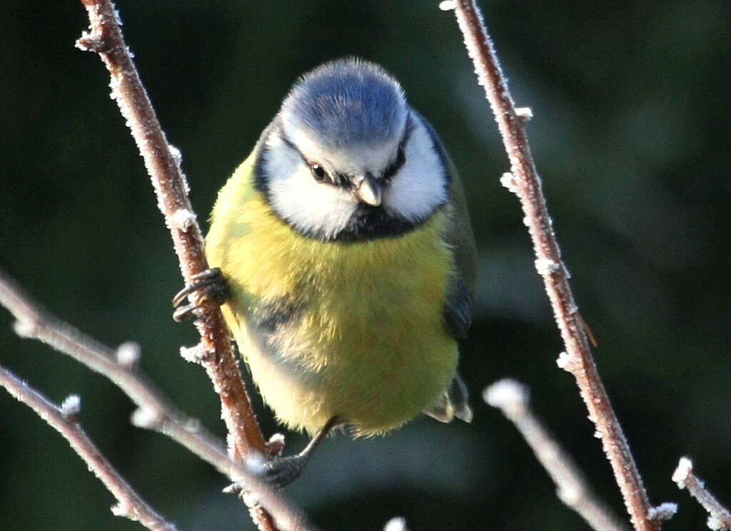 Mésange bleueadulte internuptial, Comportement