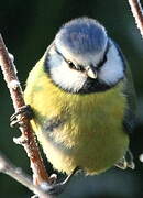 Eurasian Blue Tit