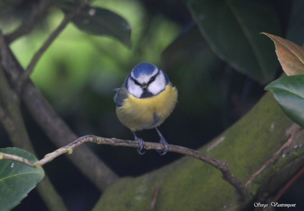 Mésange bleue mâle adulte internuptial, Comportement