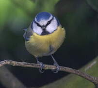 Eurasian Blue Tit