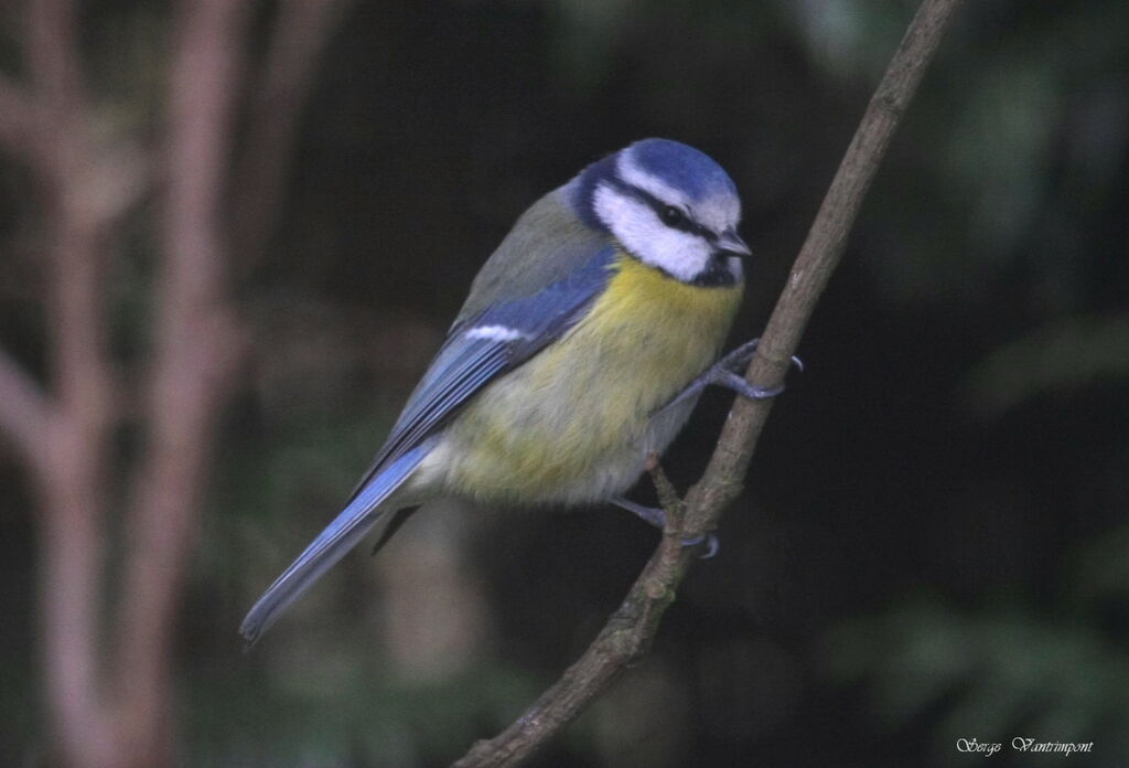 Mésange bleue mâle adulte internuptial, Comportement