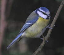 Eurasian Blue Tit