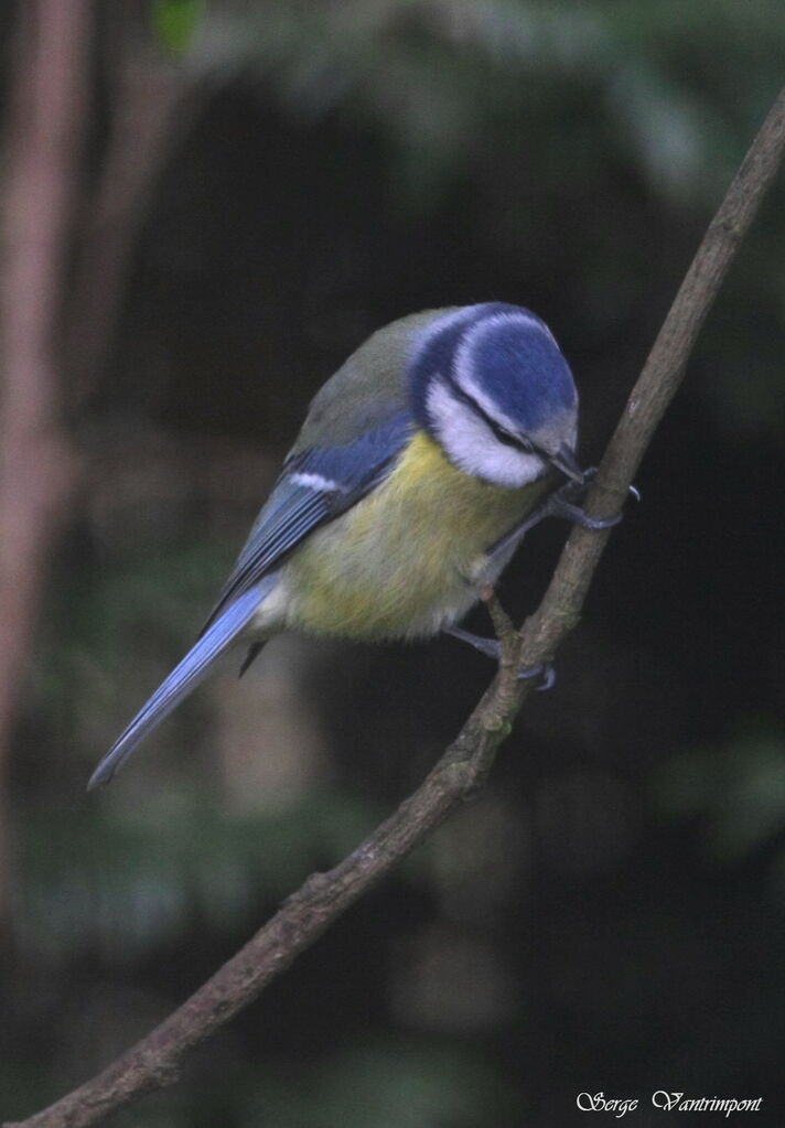 Mésange bleue mâle adulte internuptial, Comportement