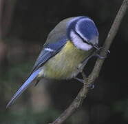 Eurasian Blue Tit