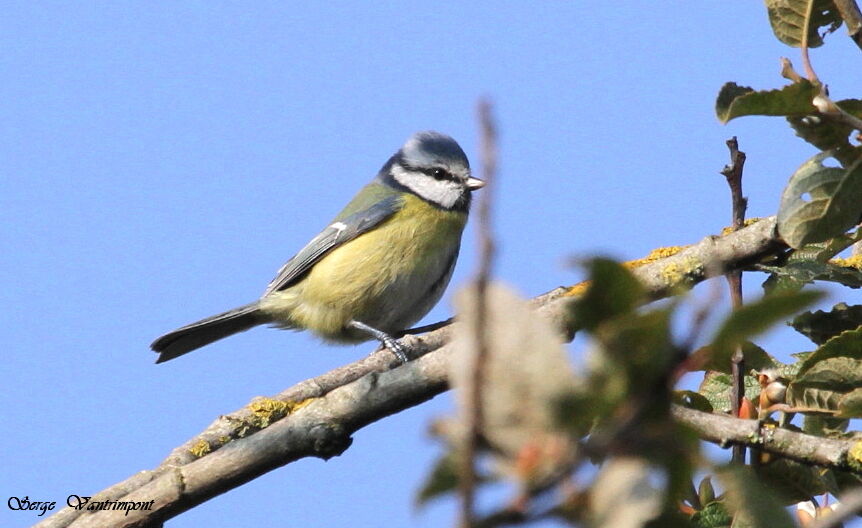 Eurasian Blue Titadult, Behaviour