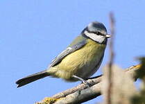 Mésange bleue