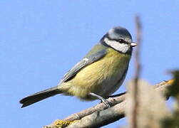 Eurasian Blue Tit