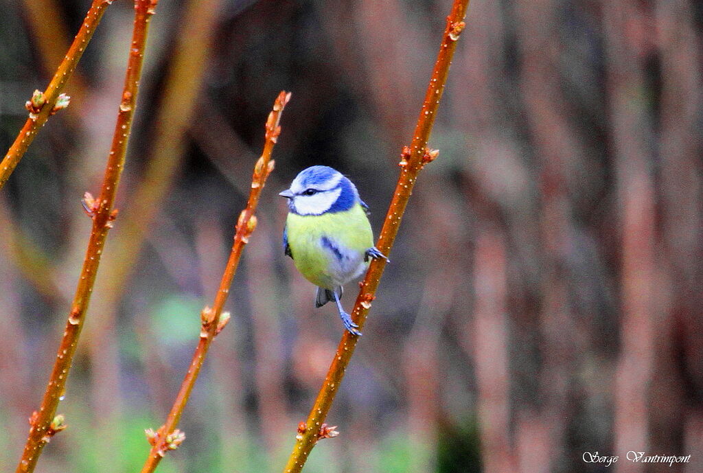 Mésange bleue, Comportement