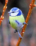 Mésange bleue