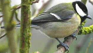 Mésange charbonnière