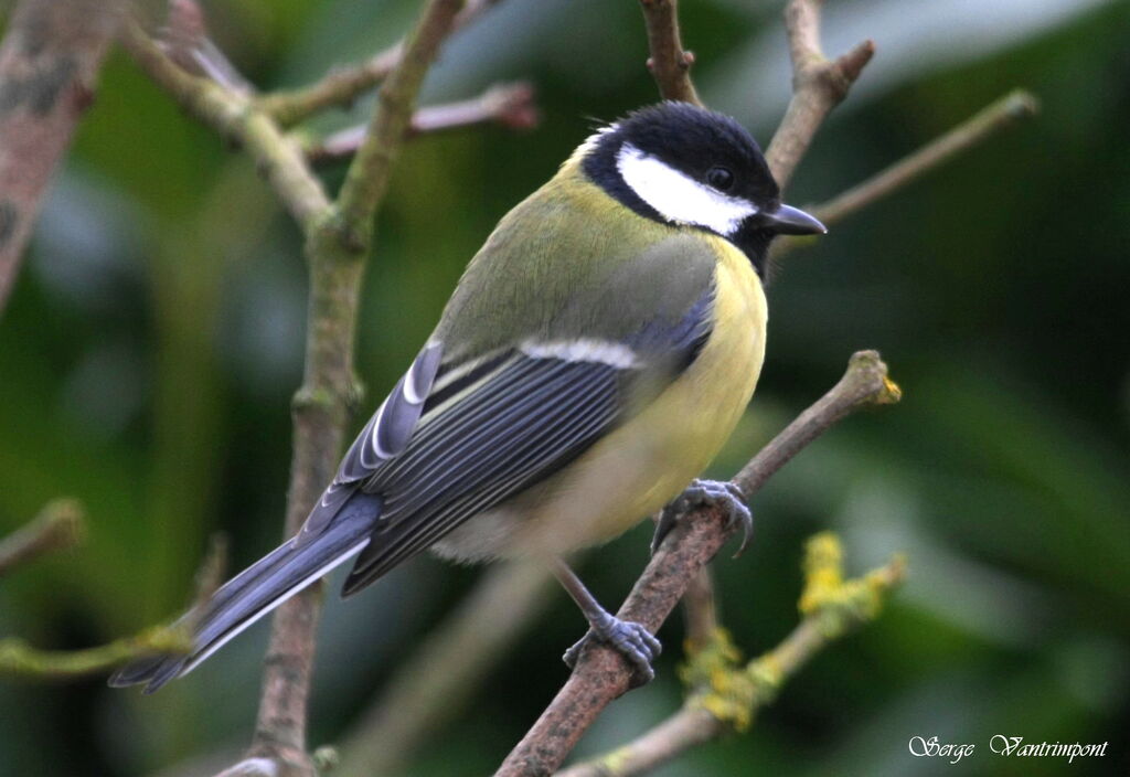 Mésange charbonnièreadulte, Comportement