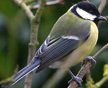 Great Tit