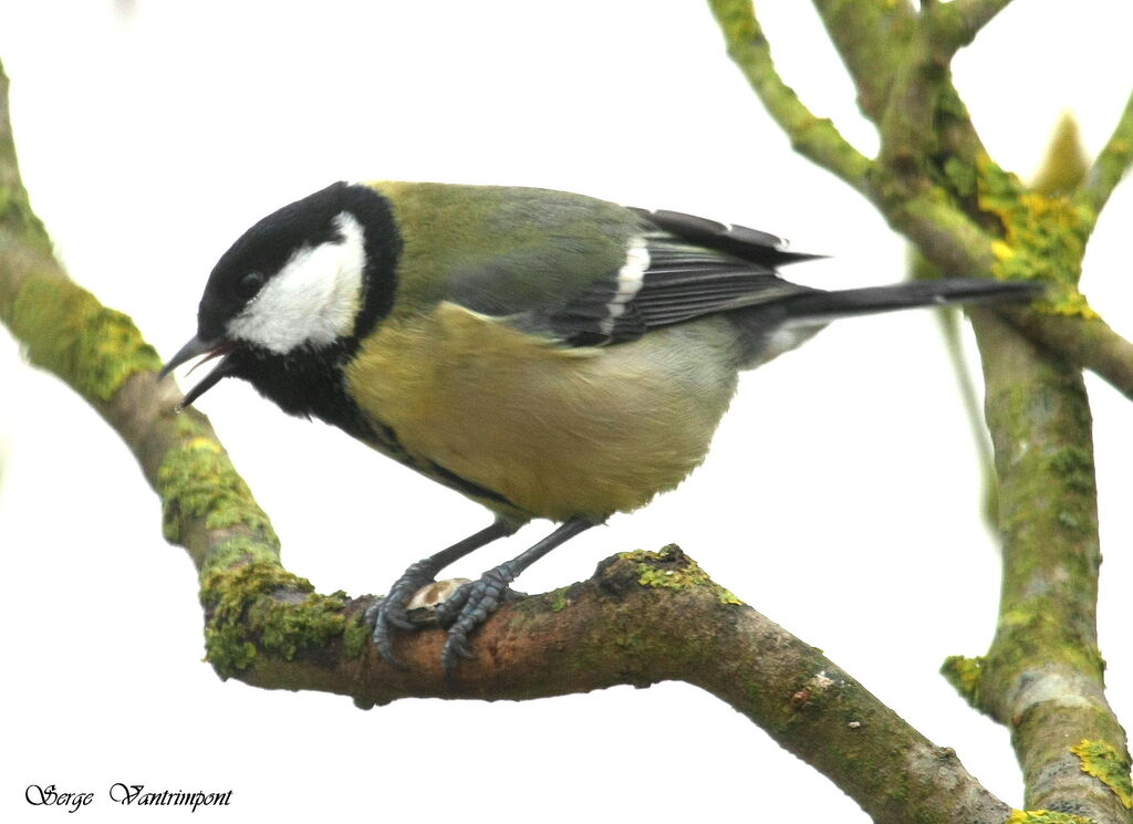 Mésange charbonnièreadulte, Comportement