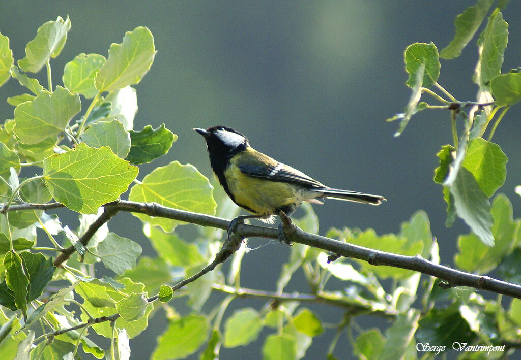 Mésange charbonnièreadulte, Comportement