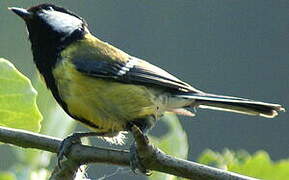 Mésange charbonnière