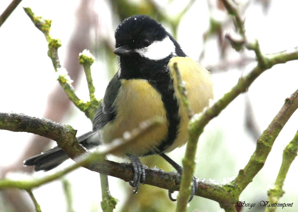 Mésange charbonnièreadulte internuptial, Comportement