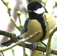 Great Tit