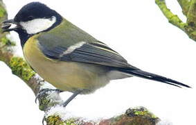 Mésange charbonnière