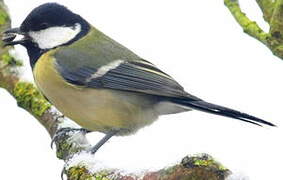 Great Tit