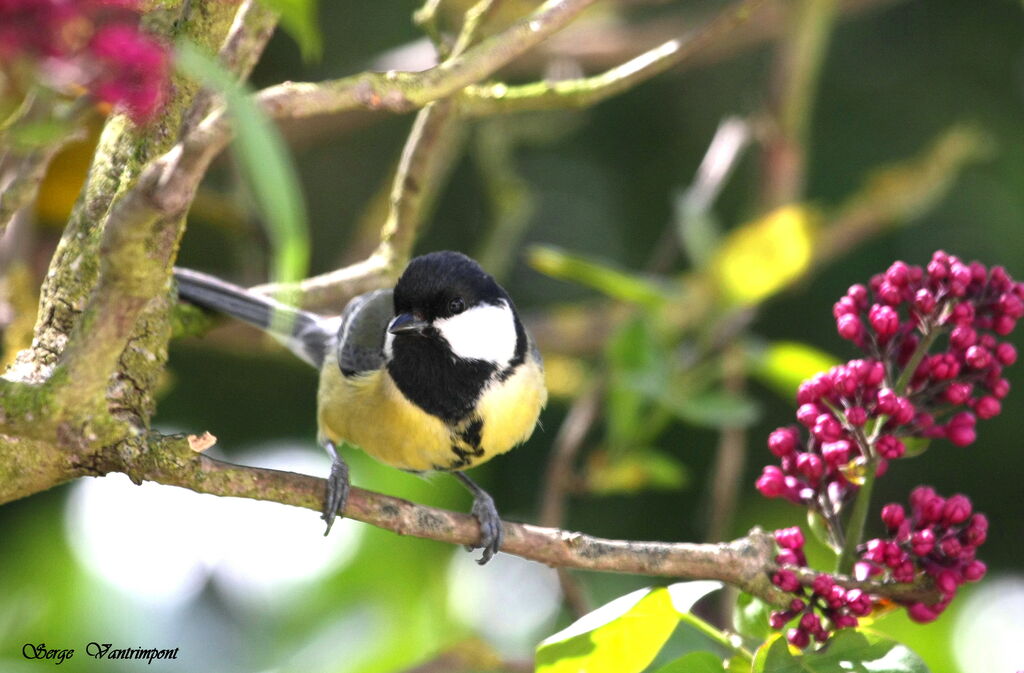 Mésange charbonnièreadulte, Comportement