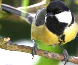 Mésange charbonnière