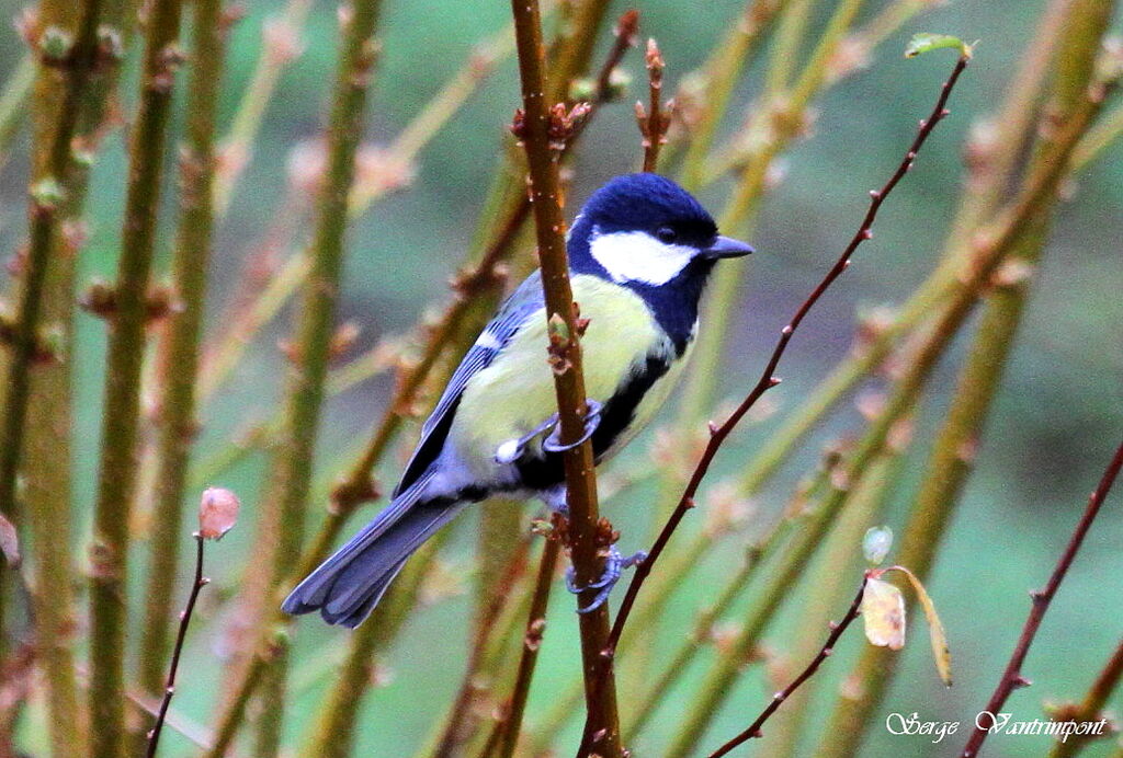 Mésange charbonnièreadulte, Comportement