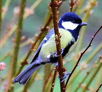 Great Tit