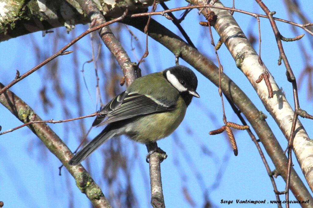 Mésange charbonnièreadulte, Comportement