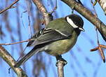 Mésange charbonnière