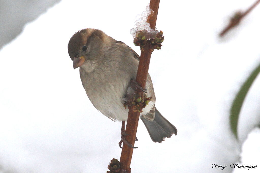 House Sparrowadult, Behaviour